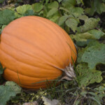 The 13 States That Grow The Most Pumpkins Page 2 24 7 Wall St