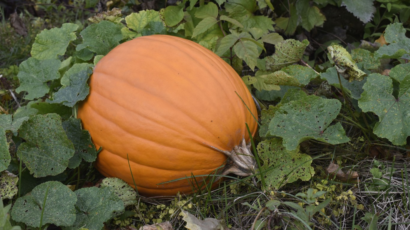 The 13 States That Grow The Most Pumpkins Page 2 24 7 Wall St 