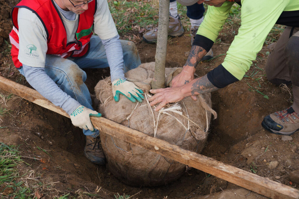 Class Tree Planting Workshop Casey Trees